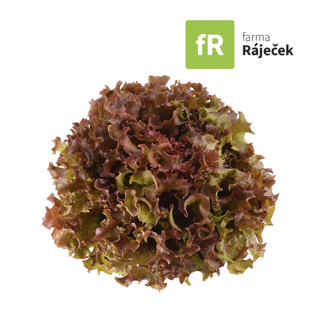 Salát dubáček červený CZ | Moje Bedýnka